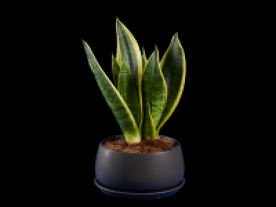 Green Plant in Xian Ceramic