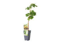 Lidl  Grape Plant