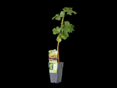 Lidl  Grape Plant