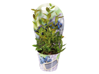 Lidl  Blueberry Plant