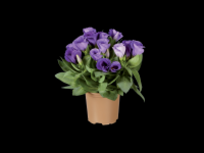 Lidl  Lisianthus