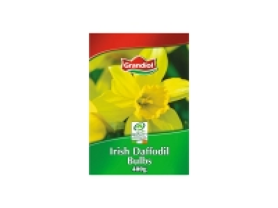 Irish Daffodil Bulbs