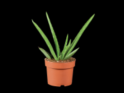 Lidl  Aloe Vera