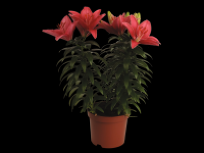 Potted Asiatic Lilies 3.99 €