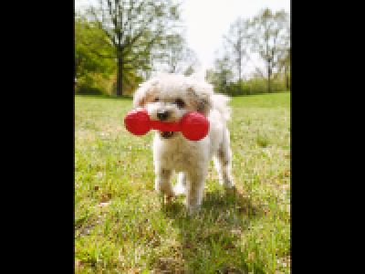 Dog Throwing Toy