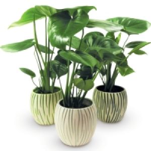 Aldi  Artificial Monstera In Ceramic
