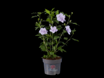Garden Hibiscus XL