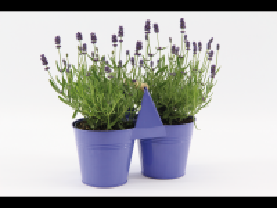 Lidl  Lavender Duo