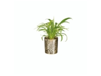 Lidl  Jungle Mix