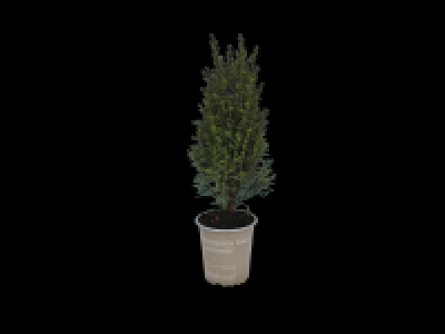 Bedding Conifer