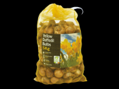 Irish Daffodil Bulbs