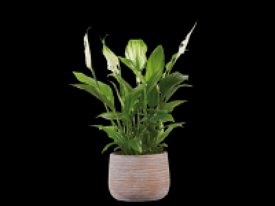 Lidl  Peace Lily in Ceramic Pot