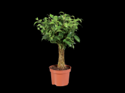 Lidl  Small Houseplants