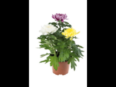 Lidl  Pom Pom Chrysanthemum