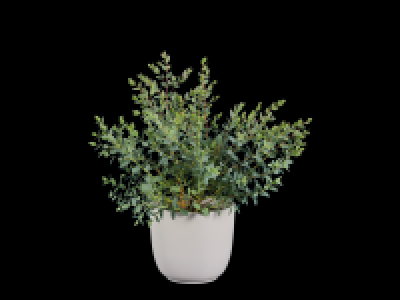 Eucalyptus Mix