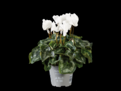 Lidl  Large Cyclamen