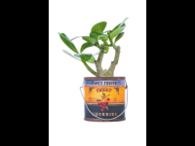 Lidl  Easy Care Plant Mix
