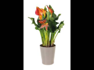 Lidl  Calla Lily in Ceramic Pot