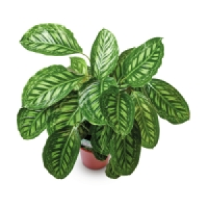 Calathea Plants