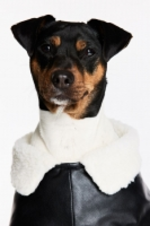 Teddy-lined dog jacket