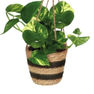 Roots & Blooms Hanging Plant 5.99 €
