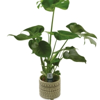 Aldi  Mixed Green Plants in Amazone Pot