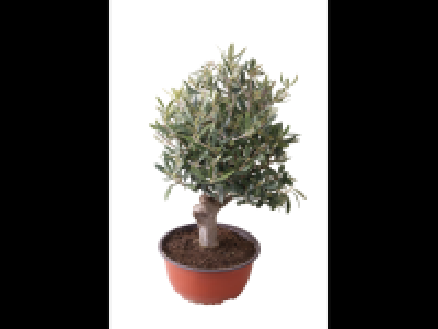 Ornamental Olive Tree in Pot