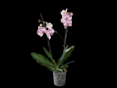 2 Stem Orchid