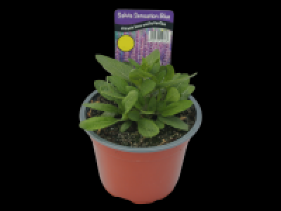 Lidl  Salvia Sensation
