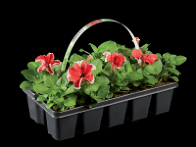 Bedding Plants