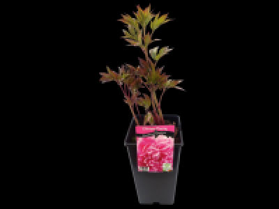 Chinese Peony Collection