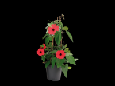 Colour Climbing Plants