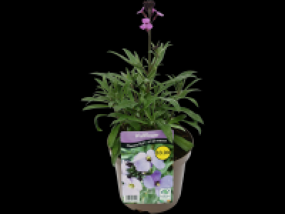 Erysimum Bowles Mauve (Wallflower)