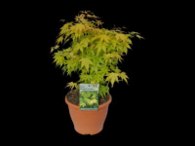 Extra Large Japanese Maple