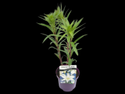 Potted Oriental Lily