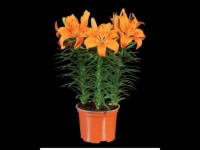 Lidl  Potted Asiatic Lilies