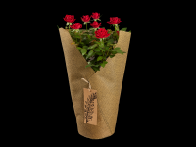 Potted Rose in Sleeve