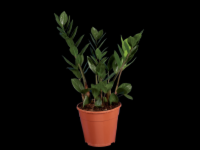 Indoor Palm Plant