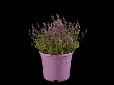 Large Lavender