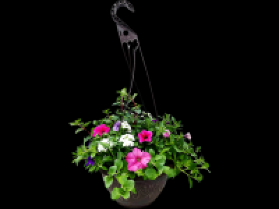 Mixed Hanging Basket