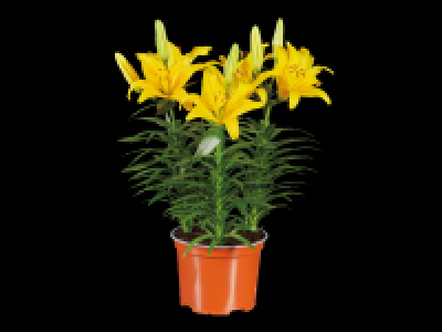 Asiatic Lily