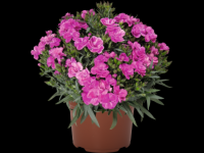 Dianthus Peman