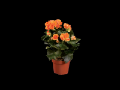 Begonia Selection