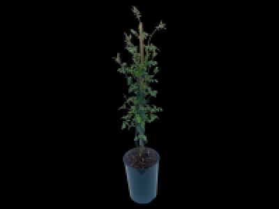 Climbing Jasmine