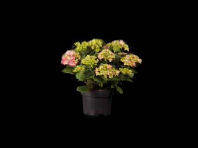 Large Hydrangea