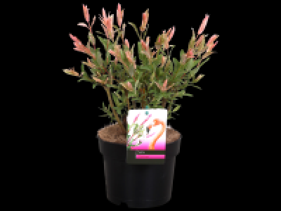 Salix integra Flamingo
