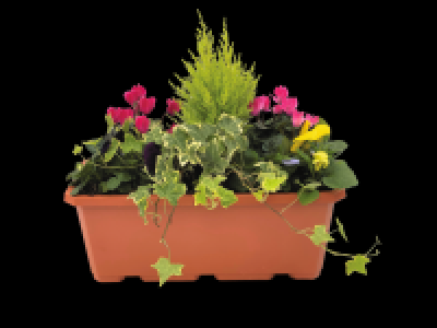 Summer Window Box