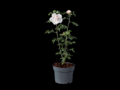 Lidl  XL Garden Hibiscus