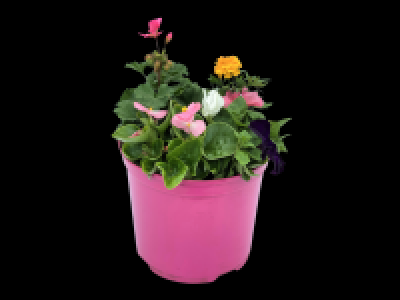 Large Summer Planter