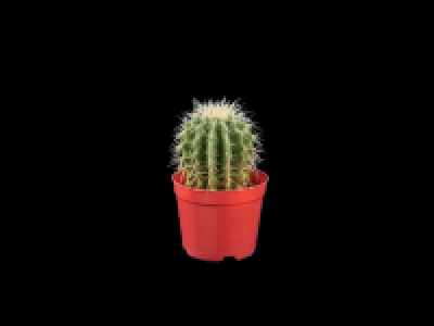 Cacti & Succulents